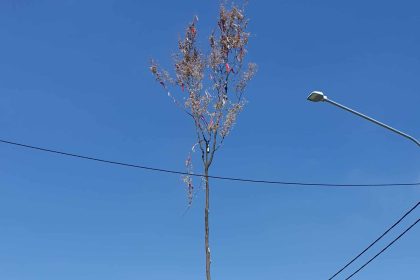 MAJPAN HRASTIN RUŠENJE UDRUGA MLADIH HRASTIN OPĆINA VLADISLAVCI